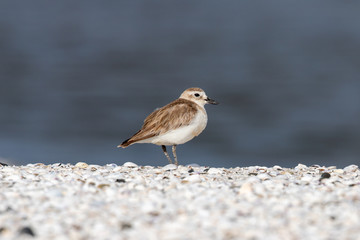 New Zealand Dotterel / Red-breasted Dotterel