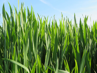 green grass on blue background