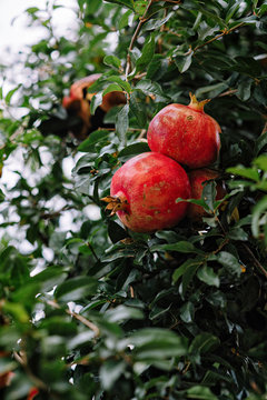 Red ripe pomegranate fruit on tree branch in the garden  orchard ready for harvest
