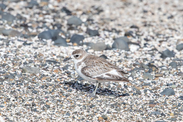 New Zealand Dotterel / Red-breasted Dotterel