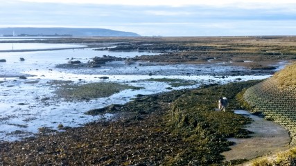 Kryhagen low tide