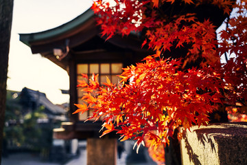 Japanese Red Maple Leaves in front of Shrine