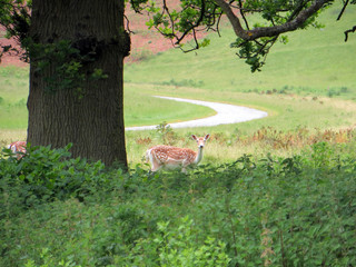 OLD OAK ON THE LAWN AND DEER UNDER IT