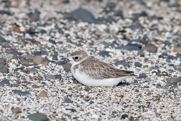 New Zealand Dotterel / Red-breasted Dotterel