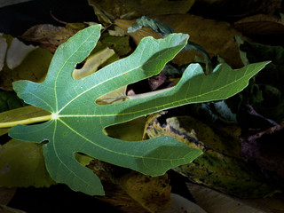 Green fig leaf against the background of fallen and decayed leaves. Contrast of youth and old age. - 315575476