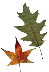 Still life. Two Colorful autumn leaves on a white background. Green and red-orange with outlined veins. - 315575856
