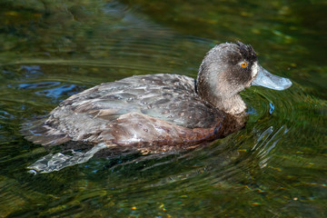 New Zealand Scaup Diving Duck