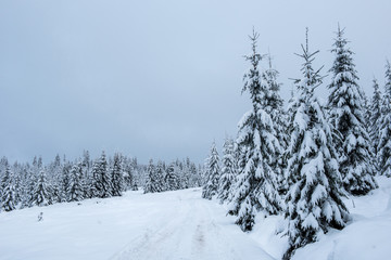 Fairy winter landscape with fir trees