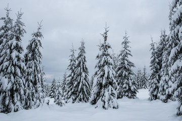 Fairy winter landscape with fir trees