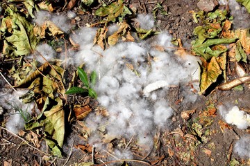 evocative image of white flower spores on the ground among the leaves