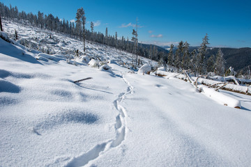 Fototapeta na wymiar Destroyed winter forest by storm
