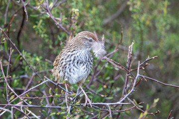 North Island Fernbird in New Zealand