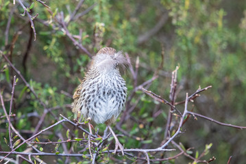 North Island Fernbird in New Zealand