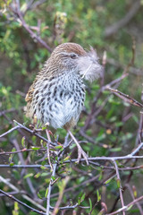 North Island Fernbird in New Zealand