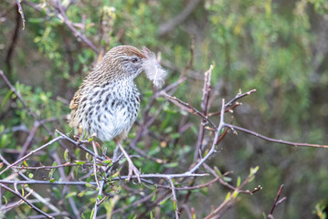 North Island Fernbird in New Zealand