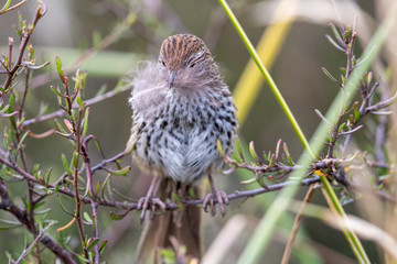 North Island Fernbird in New Zealand