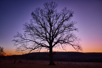Fototapeta na wymiar Large oak tree on a plain
