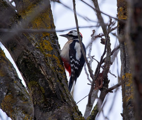 Middle spotted woodpecker