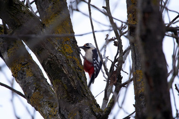 Middle spotted woodpecker