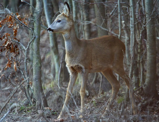 Roe deer in the forest