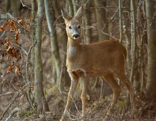 Roe deer in the forest