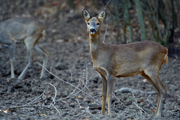 Group of roe deer and buck
