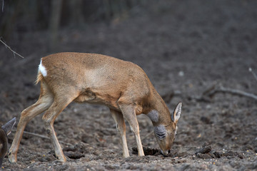 Roe deer in the forest