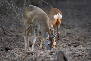 Group of roe deer and buck
