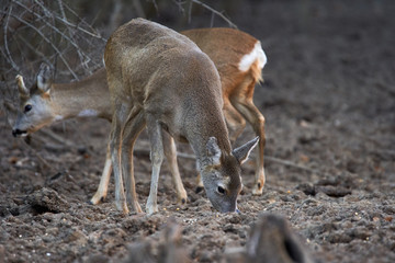 Group of roe deer and buck