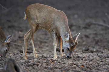 Group of roe deer and buck