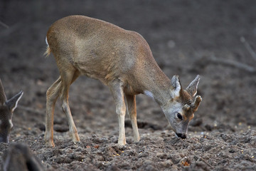 Group of roe deer and buck