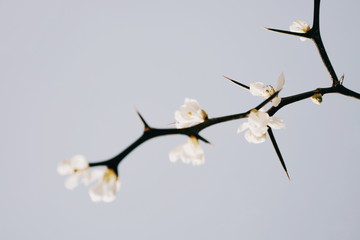 branch with flowers and needle