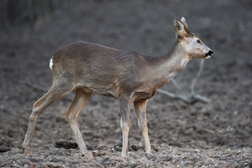 Roe deer in the forest