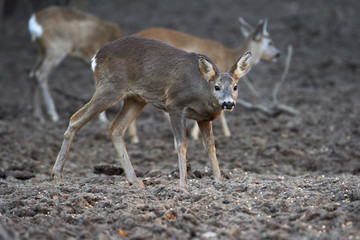 Group of roe deer and buck