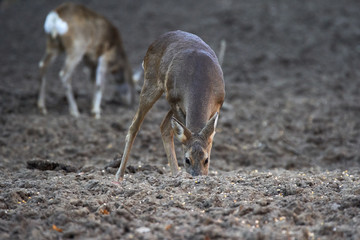 Group of roe deer and buck