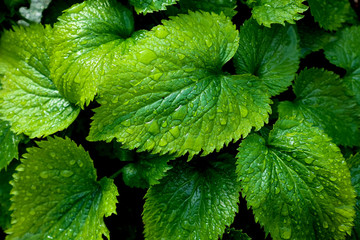 Large green leaves on a summer day in drops of water