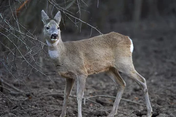 Fotobehang Ree Roe deer in the forest  © Xalanx