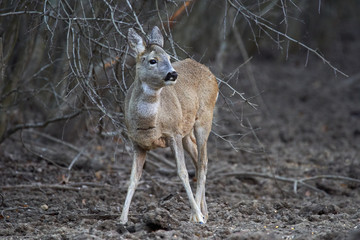 Roe deer in the forest