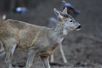 Group of roe deer and buck