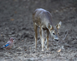 Roe deer in the forest