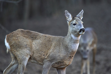 Group of roe deer and buck