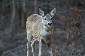 Roe deer in the forest