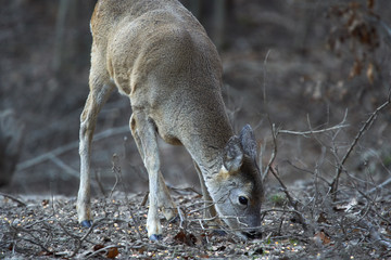 Roe deer in the forest