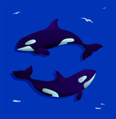 Obraz na płótnie Canvas Vector illustration with two circling killer whales on deep blue background surrounded by silhouettes of birds and fishes. Siutable for poster, banner, cards, print.