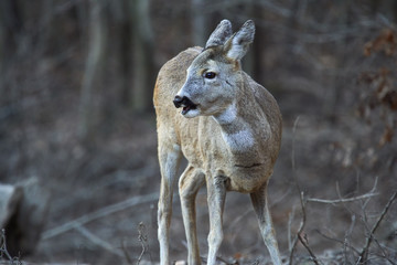 Roe deer in the forest