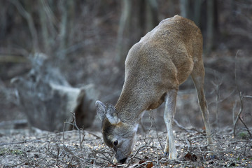 Roe deer in the forest