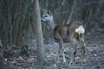 Roe deer in the forest
