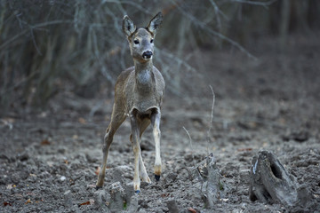 Roe deer in the forest