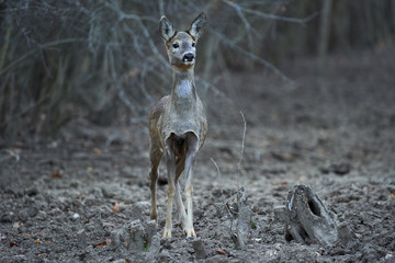Roe deer in the forest