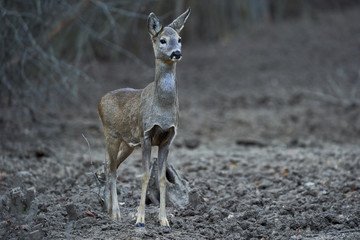 Roe deer in the forest